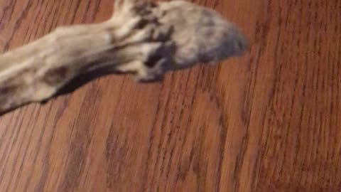 Upside down deer antler