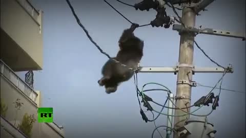 MENEGANGKAN!!! Penyelamatan Orangutan di Kabel Listrik