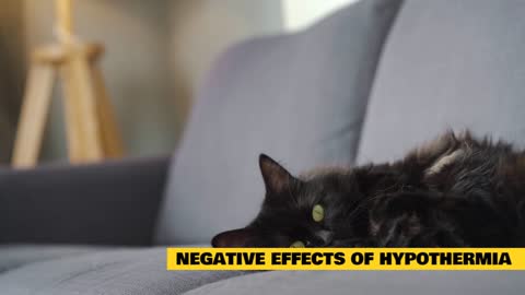 How To Rescue Your Cat From Dying Of Hypothermia!!