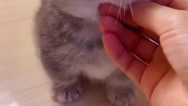 Top treatment for pets