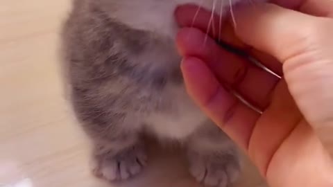 Top treatment for pets
