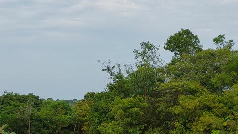 Airbus 321 PT-MXC coming from Brasília to Manaus