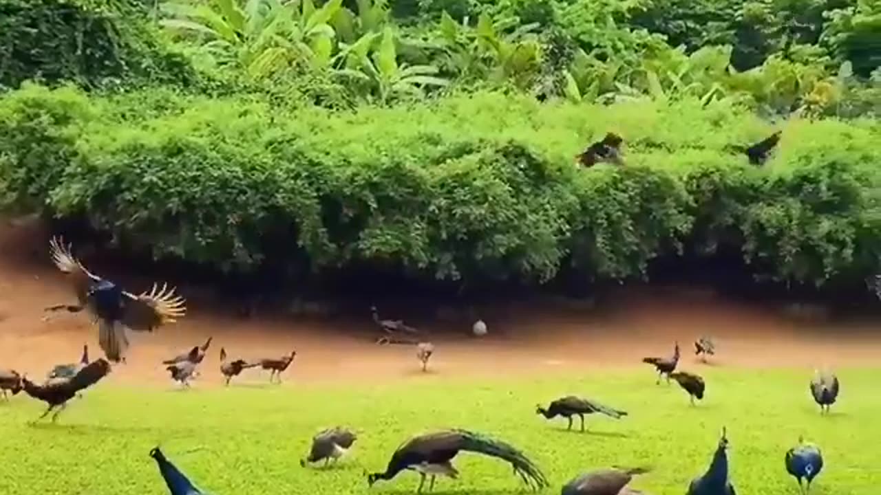 Peacock are dancing