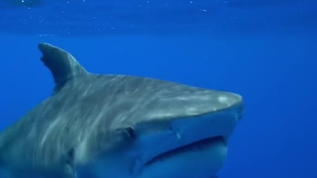 POV: one of your favorite sharks you haven't seen in years shows up & this happens