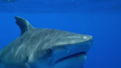 POV: one of your favorite sharks you haven't seen in years shows up & this happens