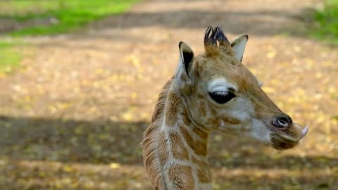 funny animal videos #2