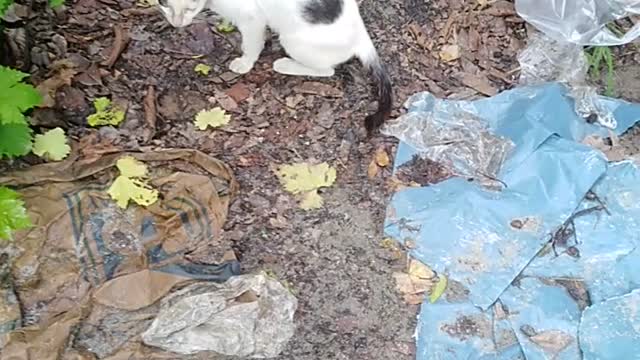 Cat didn,t allow me to shoot video