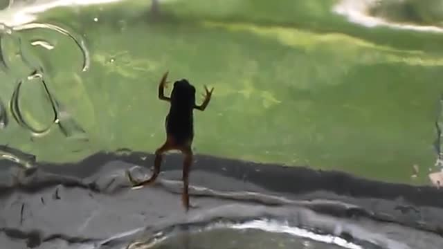 Amazing Nature: Frog In A Jar