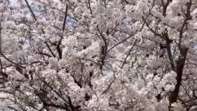 Cherry tree in full bloom Japan