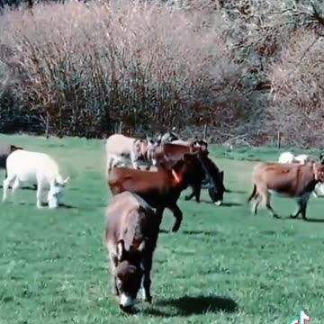 Desfit de 7 de setembro