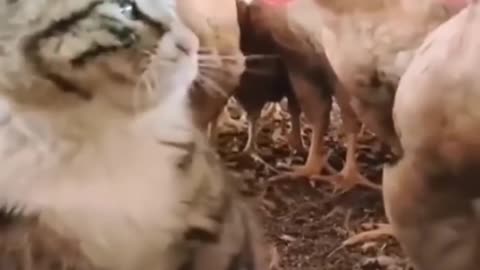 Funny Animal 2