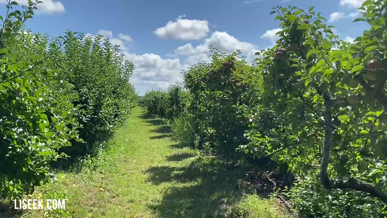 Apple Picking at Hayden’s Peach Orchard - October 2023