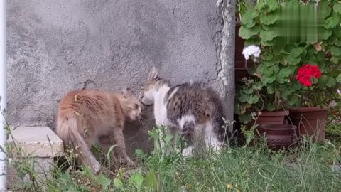 Cypriot Cats - Super cute Cypriot kittens!