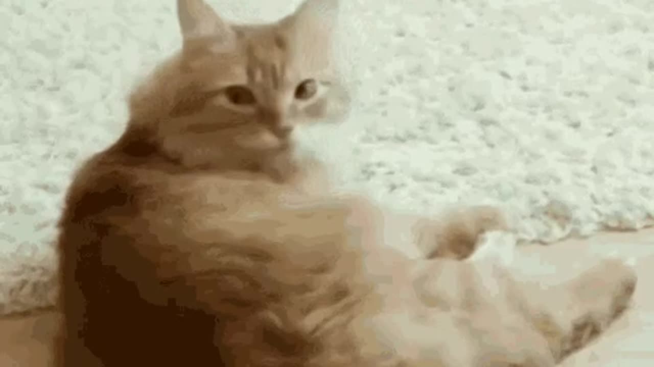 Cute Cat Gif