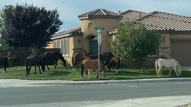 Wild Horses Out Grazing in Front Yard