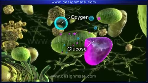 Process of photosynthesis