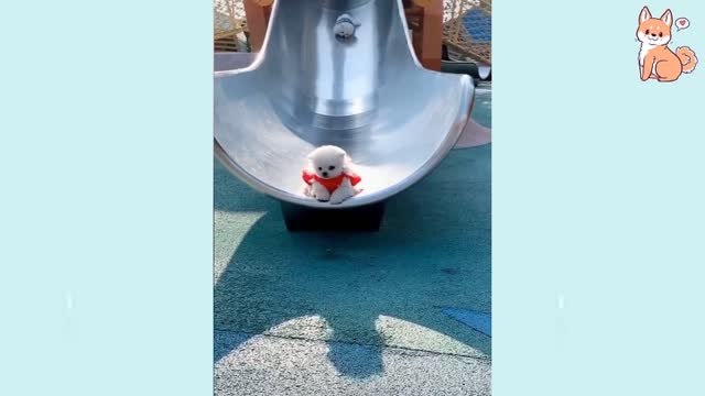 BEST ANIMALS OF 2021 Pt. 1 | Funny Pet Videos