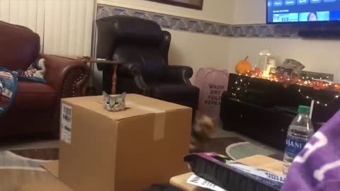 😂Fun With Cats | Funny Cat Videos | Funny cats | 😂