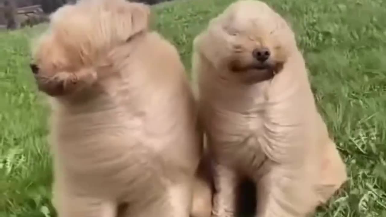 Smart dog