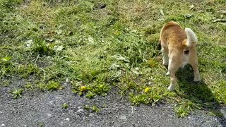 beagle in japan