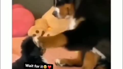 Best Dog Parent In The World!!