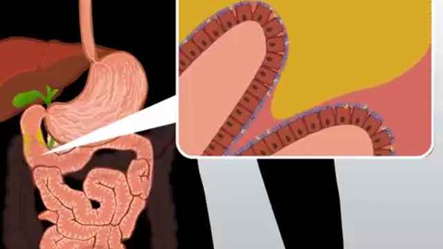 Digestive System | How The Digestive System Works | Animated Music Video |