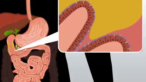 Digestive System | How The Digestive System Works | Animated Music Video |