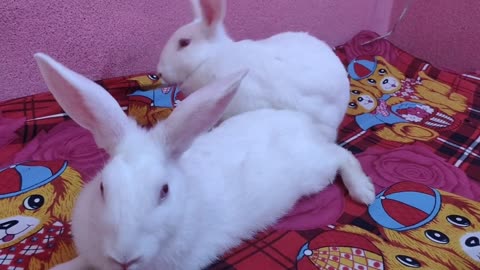 🐰🐰 Cute And Funny Rabbits Videos