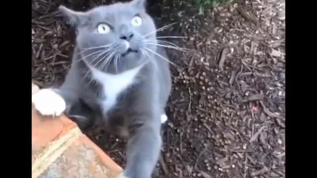 collection of funny cat videos