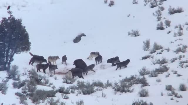 Wolf Pack Surrounds Grizzly Bear