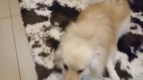 Cachorro fazendo FESTA com o dono chegando, cachorrinho fazendo bagunça, Spitz pulando feliz alegre