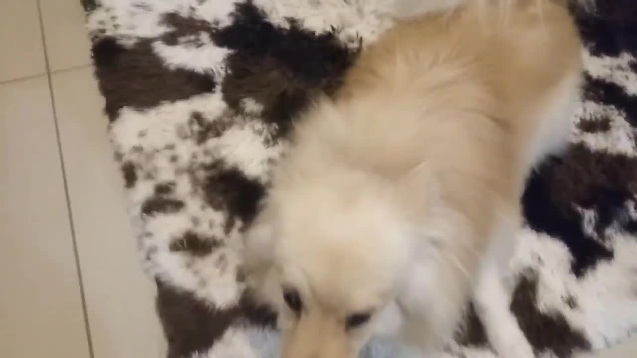 Cachorro fazendo FESTA com o dono chegando, cachorrinho fazendo bagunça, Spitz pulando feliz alegre