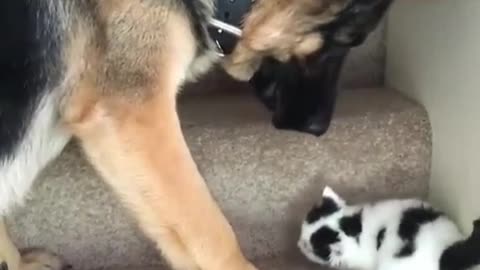 Dog help kitten to climb stairs