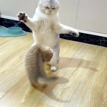 Laugh Out Loud: The Funniest Videos Ever-Most Watched