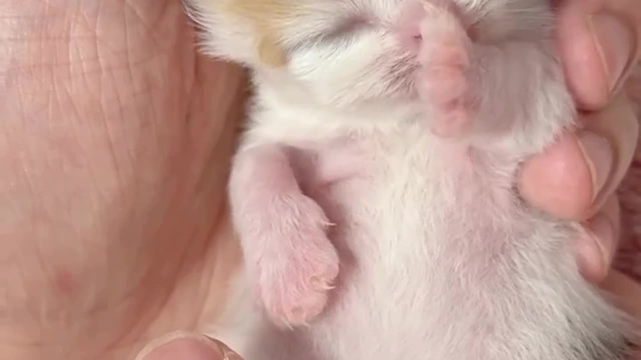 Just a few days old, the nursing cat is so cute.