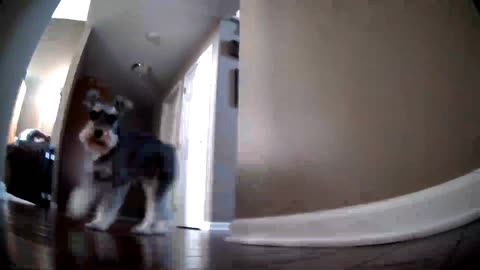 MooreBot Scout vrs The Puppies
