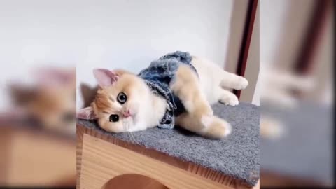 Cat Rest Mood