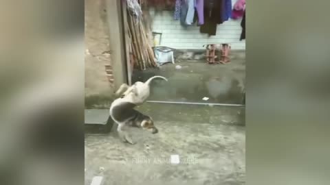 Funniest Animals 2023 😂 Funny Cats and Dogs