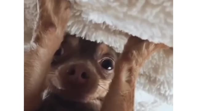 Cutest dog video #shorts