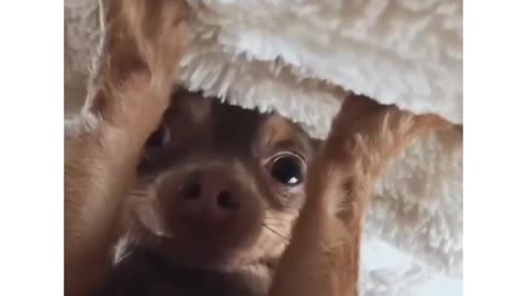 Cutest dog video #shorts