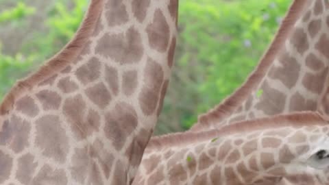 The giraffes you're talking about