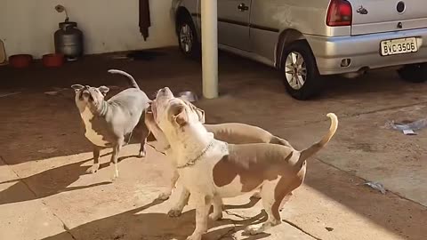 I’ve never seen three dogs so happy 😁🤣