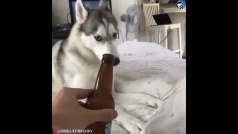 Cute Husky Don't want to get Intoxicated!!!😂😂🤣🤣