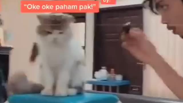 Kumpulan Kucing Lucu, Gemesin, Gemoy | Video Tik tok Kucing Lucu Viral Terbaru 2020