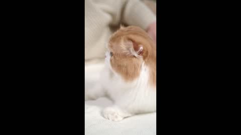 Cutest animals ever - Video with Cats - Funny animals