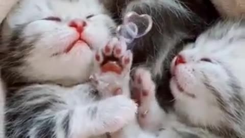 Tender claws, pink claws, so cute.