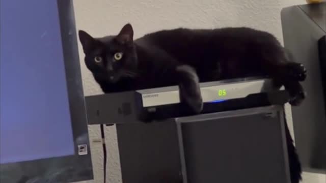 Adopting a Cat from a Shelter Vlog - Cute Precious Piper Enjoys Her Warm Cozy Cable Box #shorts