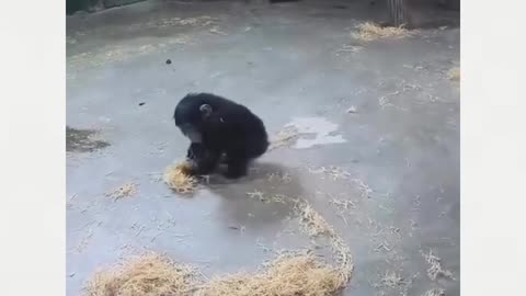 Cute little gorilla