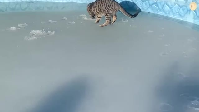 Cat Trips In Cold Water While Walking Over Frozen Surface of Ground Pool After Snowstorm