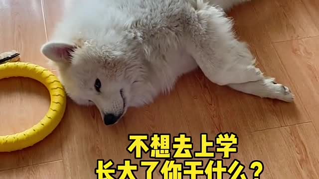 Cute pets hate Samoyed jam